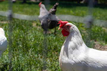 range chicken on grass