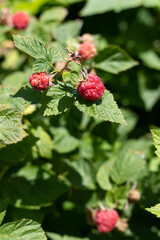 raspberry on a bush