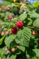 Fototapeta premium wild raspberries