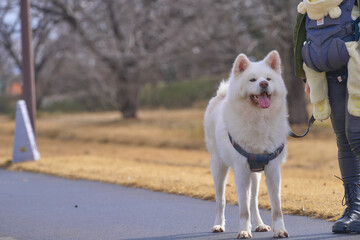 散歩中の真っ白な秋田犬