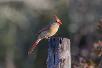 Northern Cardinal Female on top of stump