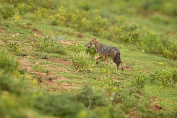 Naklejka na ściany i meble Sri Lanka wildlife, Golden jackal, Canis aureus, feeding scene on meadow, Wild dog behaviour scene in nature. Mountain animal in the habitat, 
