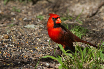 Northern Cardinal on ground feeding.