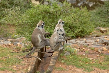 Family of The tufted gray langur (Semnopithecus priam), also known as Madras gray langur, and Coromandel sacred langur