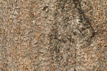 textured background stone background, wooden background, quotes background, rough surface