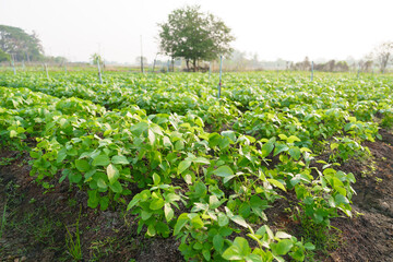 Green edamame field. In the field. Agricultural plot. Agriculture concept. Soya soybean