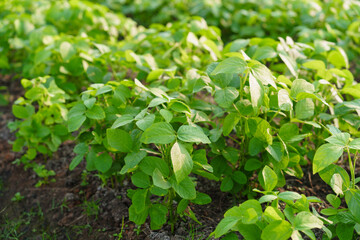 Fototapeta premium Green edamame field. In the field. Agricultural plot. Agriculture concept. Soya soybean