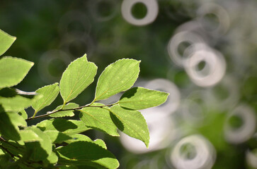 the nature concept image Green plant leaf background