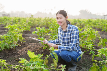 Young Asian farmer working in a brinjal field and taking notes on growth. to nourish the soil and fertilize to accelerate flowering before harvesting Agriculture concept