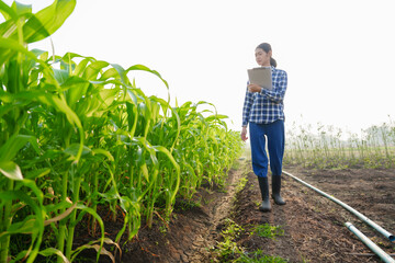 Female Asian farmer works and monitors the growth of corn plants in a corn field to prepare fertilizers to increase the yield of healthy, healthy corn, well-weighted maize.