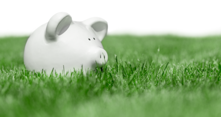 White Piggy bank on green grass
