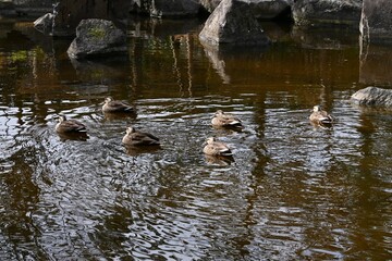 Naklejka na ściany i meble Ducks swimming in a pond in a natural park.