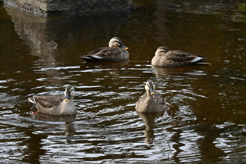 Ducks swimming in a pond in a natural park.