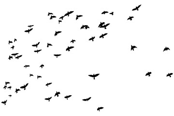 Black vector flying birds flock silhouettes isolated on white background