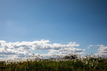 すすきと青空