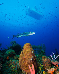 Fototapeta premium A Barracuda Hovers Beneath a Boat and Over the Coral Reef in the Turks and Caicos