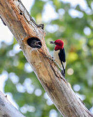 An Adult Red Headed Woodpecker Feeds Its Chick in a Nest in a Tree in Oklahoma