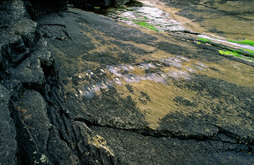 400 million year old fossil footprints of very early amphibian in Devonian slate on shore of Valentia Island at Knights Town, County Kerry, Ireland