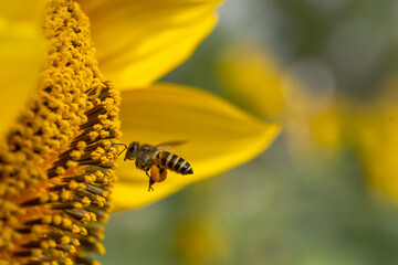 Flying honey bee collecting pollen at sun flower.Bee flying over the yellow flower in blur...