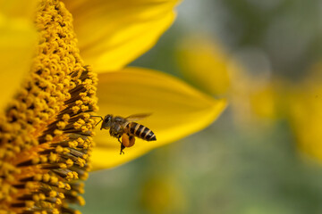 Flying honey bee collecting pollen at sun flower.Bee flying over the yellow flower in blur background.Dangerous insect and poisonous animal in the nature.Beware bee insect bites.Natural wide life.