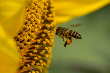 Flying honey bee collecting pollen at sun flower.Bee flying over the yellow flower in blur background.Dangerous insect and poisonous animal in the nature.Beware bee insect bites.Natural wide life.
