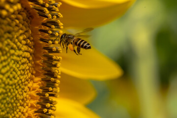 Obraz premium Flying honey bee collecting pollen at sun flower.Bee flying over the yellow flower in blur background.Dangerous insect and poisonous animal in the nature.Beware bee insect bites.Natural wide life.