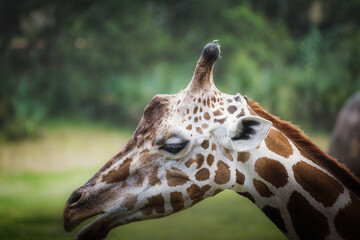 Beautiful Giraffe