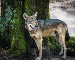 American Red Wolf