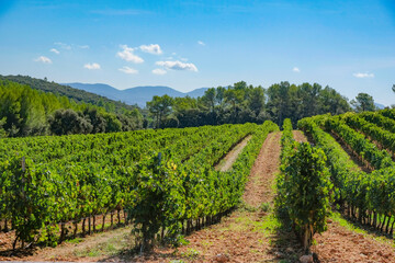 Fototapeta na wymiar Vineyards in Provence