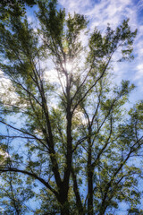 Silhouette Tall Tree Stand in Michigan Park Woods