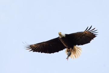 A bald eagle (Haliaeetus leucocephalus) in flight against a blue sky over Lido Key, Florida