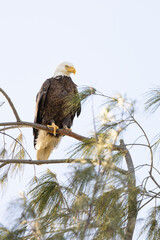 Bald eagle (Haliaeetus leucocephalus) perched in a tree on Lido Key, Florida