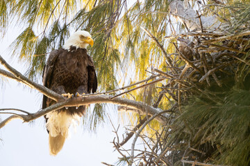 A bald eagle (Haliaeetus leucocephalus) perched beside its nest on Lido Key, Florida