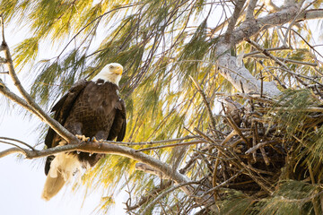 A bald eagle (Haliaeetus leucocephalus) perched beside its nest on Lido Key, Florida