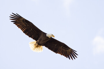 Fototapeta na wymiar A bald eagle (Haliaeetus leucocephalus) in flight against a blue sky over Lido Key, Florida