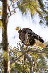 Bald eagle (Haliaeetus leucocephalus) perched in a tree on Lido Key, Florida
