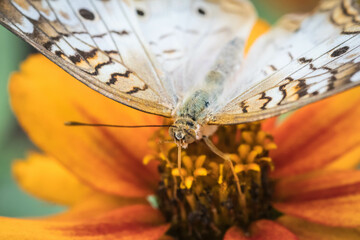butterfly on flower