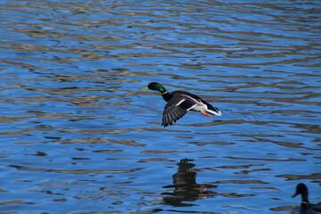 Mallard In Flight, Gold Bar Park, Edmonton, Alberta