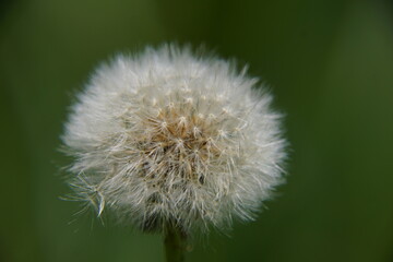 Pasture wildflowers