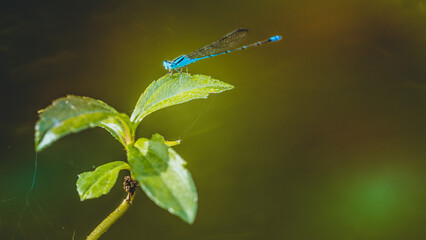 A beautiful little Blue Damselfly perched on green leaf in pond and nature background, Selective focus, insect macro, Colorful insect in Thailand.