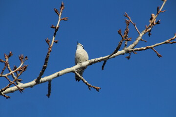 bird on a branch