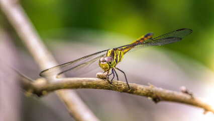 Beautiful of nature, A dragonfly on tree branch and nature blurred background, Macro shots, Insect in Thailand.