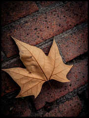 otoño