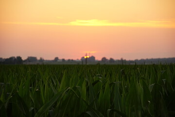 Sunset Over Indiana Cornfield