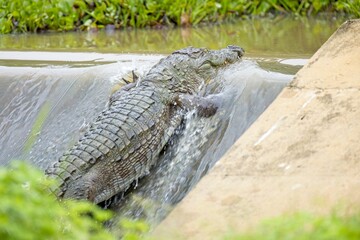 Snub Nosed Marsh Crocodile, mugger crocodile, (Crocodylus palustris) is a crocodilian native to freshwater Asia, Krokodýl Bahenní, detailed closeup 