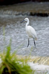 Little Egret (Egretta garzetta) walking around in the shallow pond water, chasing fish during a warm afternoon in the wetland. Water bird wildlife photography, birdwatching travel destination.