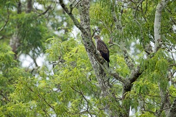 The changeable hawk-eagle (Nisaetus cirrhatus) or crested hawk-eagle is a large bird of prey species. Close-up wildlife photography. Spotted during the safari at Wilpattu national park in Sri Lanka. 