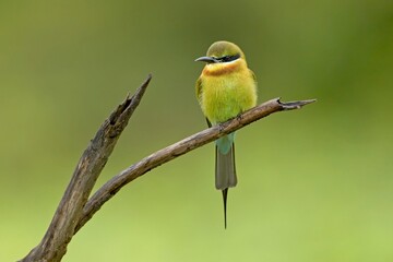 he blue-tailed bee-eater (Merops philippinus) perched on the tree branch