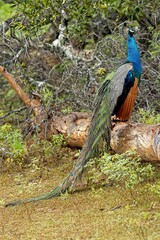Wild male Peacock in Yala West National Park, Sri Lanka, close up, super light