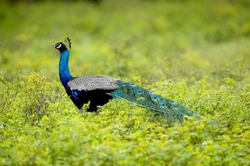 Obraz premium Wild male Peacock in Yala West National Park, Sri Lanka, close up, super light